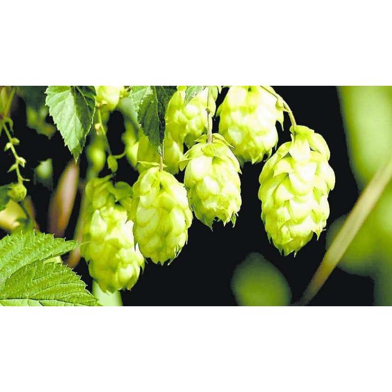 East Kent Goldings