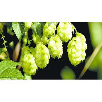 Northern Brewer