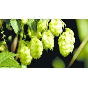 Northern Brewer