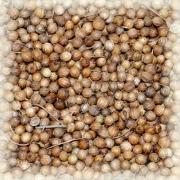 coriander (cilantro), seed